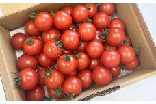 ≪先行予約≫トマトの甘さ、旨みを最大限に引き出したこだわりの『Banトマト』１kg