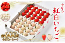 ≪先行予約≫お祝いに贈り物に『幸せの紅白いちご』（赤・白シート入り各約300g　計約600g）