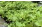 「自然農法」で栽培した野菜をたっぷりと入れています。