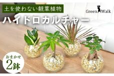 ハイドロカルチャー「シンプルボールの観葉植物 ゼオライト植え 2鉢セット」