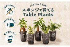 【土を使わない観葉植物】Table Plantsテーブルプランツ　選べる2鉢セット