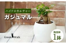 観葉植物 ガジュマル ピュアボウル ハイドロカルチャー 陶器 鉢植え