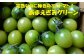あまえぎみ（グリーン）