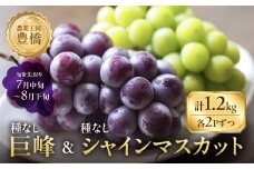 ≪先行予約≫たっぷり1.2kg 豊橋産 皮ごと 種なしシャインマスカット300ｇ×2 種無し巨峰300ｇ×2 ブドウ ぶどう マスカット フルーツ 甘い 1.2キロ 果物  詰め合わせ  食べ比べ 8月お届け