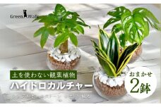 観葉植物 ハイドロカルチャー シンプルボールストーン レカトン植え