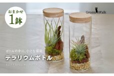 ハイドロカルチャー 観葉植物 テラリウムボトルM 鉢植え 土無し インテリア