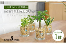 ハイドロカルチャー 観葉植物 アドソープションM ゼオライト植え 鉢植え 土無し インテリア