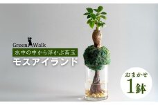 ハイドロカルチャー 観葉植物 モスアイランド 鉢植え 土無し インテリア 苔玉