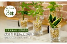ハイドロカルチャー 観葉植物 ストリングジンジャー  3鉢セット