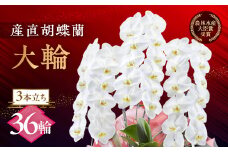 産直胡蝶蘭『大輪』白３本立ち３６輪