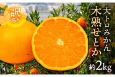 ≪先行予約≫大トロみかん『木熟せとか』家庭用　バラ詰め　約2kg　マルカワ園芸