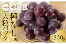 《先行予約》 訳あり 種なし巨峰 粒 500g 朝採り 当日発送 種なし 巨峰 粒 500g ～ 2kg ぶどう 大粒 訳あり 不揃い 果物 フルーツ ブランド 産地直送 生産者直送 農家直送 シャインマスカット 葡萄