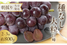 《先行予約》 種なし巨峰 約800g 朝採り 当日発送 種なし 巨峰 大粒 果物 フルーツ ブランド 産地直送 生産者直送 農家直送 シャインマスカット 葡萄