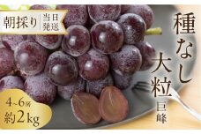 《先行予約》 種なし巨峰 約2kg 朝採り 当日発送 種なし 巨峰 大粒 果物 フルーツ ブランド 産地直送 生産者直送 農家直送 シャインマスカット 葡萄