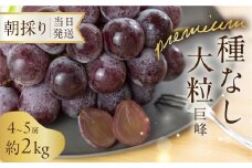 《先行予約》 プレミアム 種なし 巨峰 約2kg 朝採り 当日発送 種なし 巨峰 大粒 果物 フルーツ ブランド 産地直送 生産者直送 農家直送 シャインマスカット 葡萄