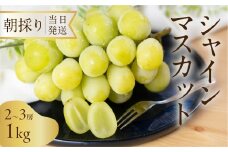 《先行予約》 シャインマスカット 1kg 朝採り 当日発送 種なし 巨峰 大粒 果物 フルーツ ブランド 産地直送 生産者直送 農家直送 シャインマスカット 葡萄