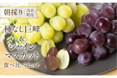 《先行予約》 シャインマスカット 巨峰食べ比べセット 朝採り 当日発送 種なし 巨峰 大粒 果物 フルーツ ブランド 産地直送 生産者直送 農家直送 シャインマスカット 葡萄