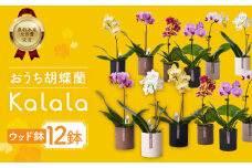 産直胡蝶蘭『カララ』12鉢セット　ウッド鉢