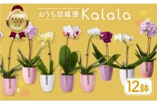 産直胡蝶蘭『カララ』12鉢セット　陶器鉢