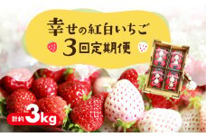 ≪先行予約≫幸せの紅白いちご 定期便 3回 計3kg (1回あたり約250g×4パック) 