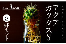 ハイドロカルチャー 観葉植物 アクアカクタスS 2鉢セット サボテン 土無し インテリア 緑 グリーン 植物 簡単 初心者 かわいい 自然 おしゃれ 送料無料 Green Walk グリーンウォーク 愛知県 豊橋市