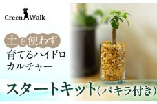 ハイドロカルチャー 観葉植物 パキラ スタートキット 土無し インテリア 緑 グリーン 植物 簡単 初心者 かわいい 自然 おしゃれ 送料無料 Green Walk グリーンウォーク 愛知県 豊橋市