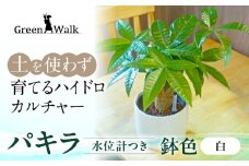ハイドロカルチャー パキラ モノトーン ホワイト 130 陶器鉢 水位計つきセット 陶器鉢 土無し インテリア 緑 グリーン 植物 簡単 初心者 かわいい 自然 おしゃれ 送料無料 Green Walk グリーンウォーク 愛知県 豊橋市