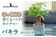 ハイドロカルチャー パキラ モノトーン グレー 130 陶器鉢 水位計つきセット 陶器鉢 土無し インテリア 緑 グリーン 植物 簡単 初心者 かわいい 自然 おしゃれ 送料無料 Green Walk グリーンウォーク 愛知県 豊橋市