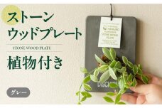 ストーンウッドプレート グレー 土無し インテリア 緑 グリーン 植物 簡単 初心者 かわいい 自然 おしゃれ 送料無料 Green Walk グリーンウォーク 愛知県 豊橋市