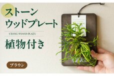 ストーンウッドプレート ブラウン 土無し インテリア 緑 グリーン 植物 簡単 初心者 かわいい 自然 おしゃれ 送料無料 Green Walk グリーンウォーク 愛知県 豊橋市