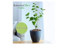 フェイクグリーン Botanical life+ Dシリーズ ポリシャス 70cm 光触媒加工 鉢付き インテリア 抗菌 消臭 愛知県 豊橋市 送料無料 35000円
