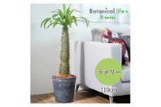 フェイクグリーン Botanical life+ Dシリーズ ラメリー 110cm 光触媒加工 鉢付き インテリア 抗菌 消臭 愛知県 豊橋市 送料無料 52000円