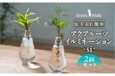 アクアルーツイルミネーション ２鉢セット インテリア 緑 グリーン 植物 簡単 初心者 かわいい 自然 おしゃれ 送料無料 Green Walk グリーンウォーク 愛知県 豊橋市
