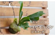 コウモリラン（ビカクシダ） 苔玉 インテリア 緑 グリーン 植物 簡単 初心者 かわいい 自然 おしゃれ 送料無料 Green Walk グリーンウォーク 愛知県 豊橋市