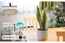 サンスベリアローレンチ （鉢色：グレー） モノトーン130陶器鉢 水位計つきセット インテリア 緑 グリーン 植物 簡単 初心者 かわいい 自然 おしゃれ 送料無料 Green Walk グリーンウォーク 愛知県 豊橋市