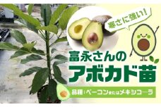 富永さんのアボカド苗 接木 アボカド 苗 観葉植物 栽培 家庭栽培 サラダ 植物 グリーン 苗 ベーコン または メキシコ―ラ おまかせ 楽しみ 愛知県 豊橋市