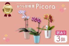 胡蝶蘭『ピコラ』 ミディ 3鉢 セット 花 鉢花 訳あり おまかせ 鉢植え 豊橋市 胡蝶蘭 ランキング 一位