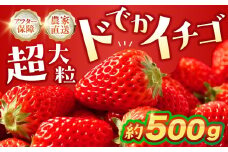 ≪先行予約≫ 超大粒イチゴ 約500g ギフト グランデ グランデサイズ 贈答 いちご 苺 イチゴ 