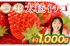 ≪先行予約≫ 大粒イチゴ 約1000g (平トレー250g×4P) イチゴ 大粒 甘い 果物 フルーツ いちご 苺 イチゴ 