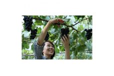 岡崎駒立ぶどう狩り入園券セット(親子)【1200125】