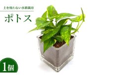 ハイミニキューブ　ハイドロコーン植え　ポトス【1264180】