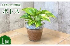 クラーロ140　エコスギ植え　ポトス【1264387】