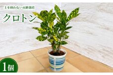 ハイミニウィンリー　クロトン【1357559】