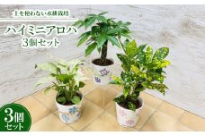 ハイミニアロハ　3個セット＜オススメ観葉植物でお届け＞【1358771】