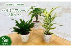 ハイミニフルール　3個セット＜オススメ観葉植物でお届け＞【1358450】