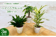 ハイミニフルール　3個セット＜オススメ観葉植物でお届け＞【1358450】