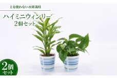 ハイミニウィンリー2個セット　＜オススメ観葉植物でお届け＞【1358772】