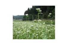 ＜そば打ち体験＞岡崎市の山間で育ったそば粉でそば打ち体験【1371938】