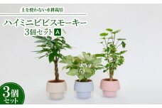 ハイミニビビスモーキー3個セット＜A＞＜オススメの観葉植物でお届け＞【1382253】