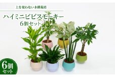 ハイミニビビスモーキー6個セット＜オススメの観葉植物でお届け＞【1382252】